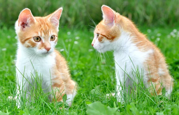 Dwóch młodych kotów — Zdjęcie stockowe