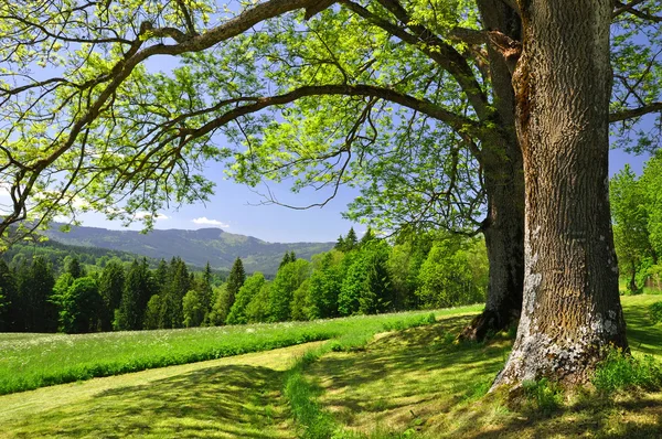 Frühlingslandschaft im Nationalpark Böhmerwald — Stockfoto