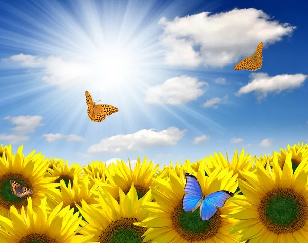 Sunflower field with butterflies — Stock Photo, Image
