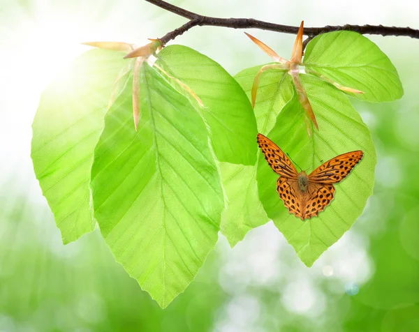 Butterfly sitting on spring beech branch — Stock Photo, Image