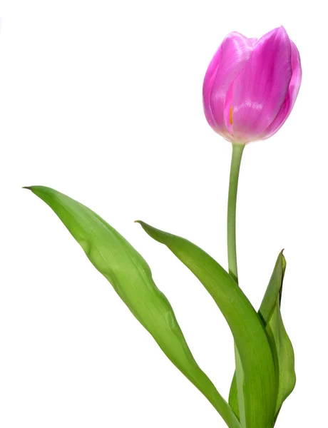 Тюльпан, ізольовані — стокове фото
