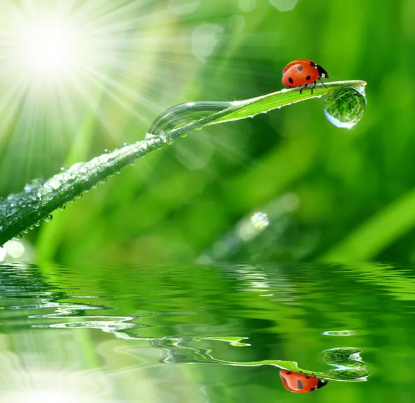 Dew and ladybird — Stock Photo, Image