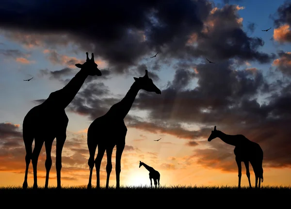 Стада жирафів — стокове фото