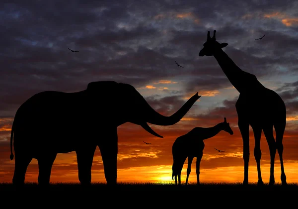 Éléphant et girafes au coucher du soleil — Photo