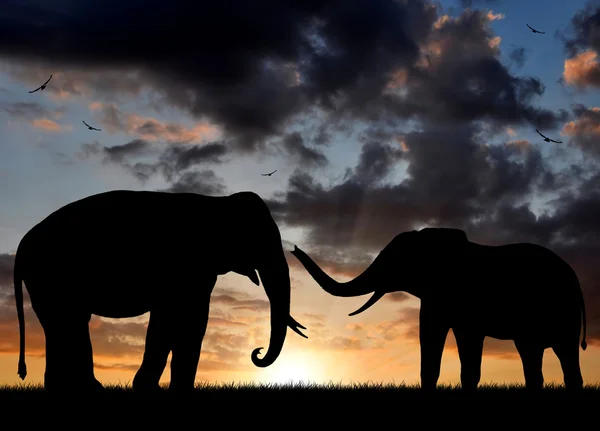 在夕阳下的大象 — 图库照片
