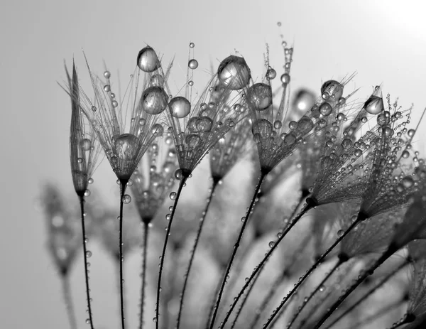 Dewy paardebloem — Stockfoto