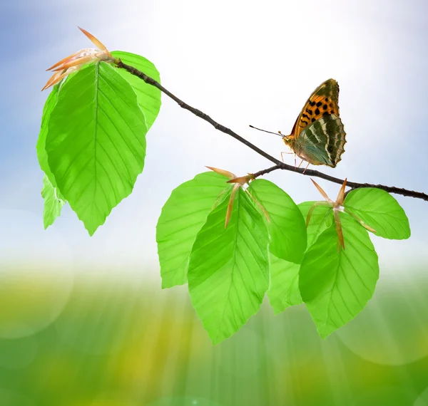 Butterfly on beech branch — Stock Photo, Image