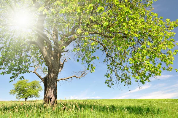 Bahar Yatay Milli Parkı sumava Telifsiz Stok Fotoğraflar