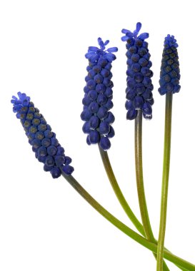 Muscari çiçekler