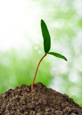 Growing green plant clipart