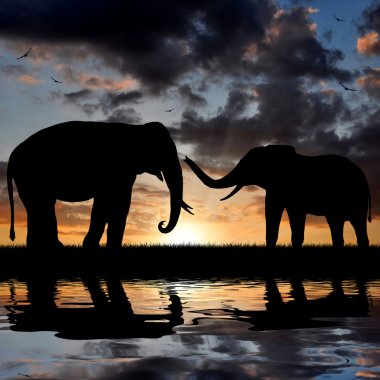 Two elephants clipart