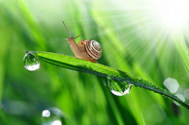 Snail on dewy grass clipart