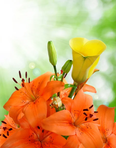 Kukkatausta — kuvapankkivalokuva