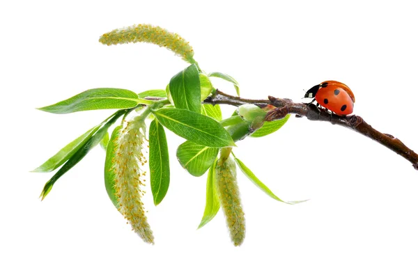 Spring branch with ladybug — Stock Photo, Image