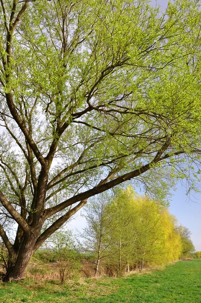 stock image Spring landscape