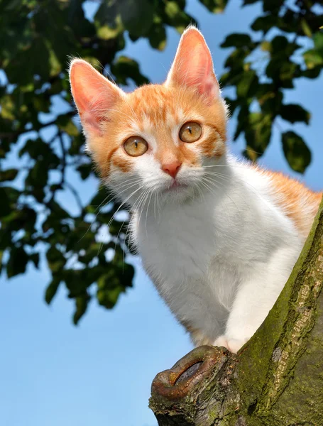 Γάτα στο δέντρο — Φωτογραφία Αρχείου