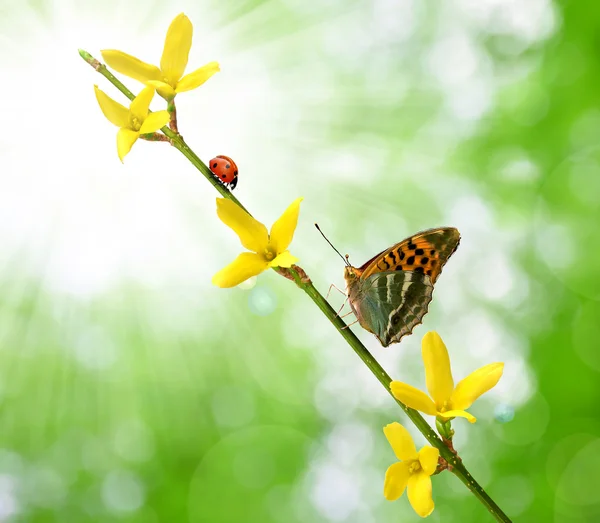 金链花与蝴蝶和瓢虫 — 图库照片