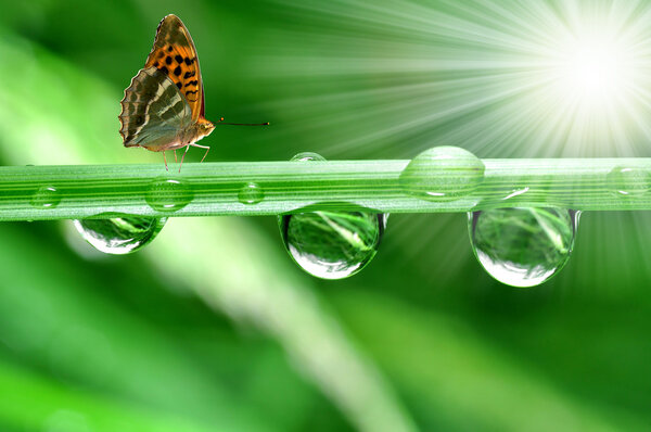 Dew and butterfly