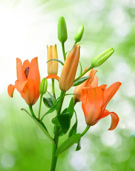 Oranje lily — Stockfoto