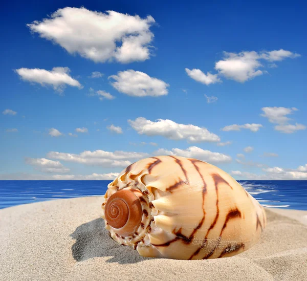 stock image Conch shell