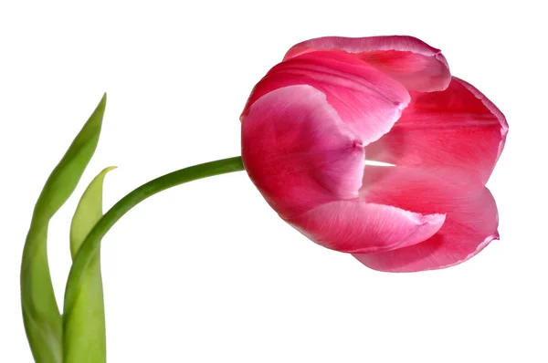 Ροζ tulip — Φωτογραφία Αρχείου