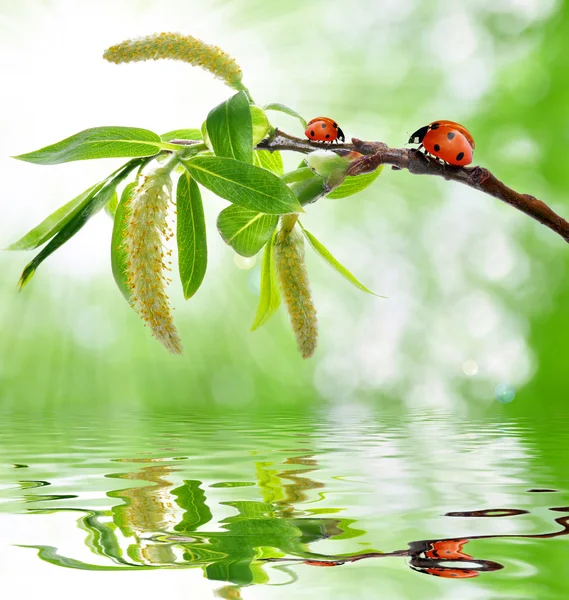 てんとう虫と春枝 — ストック写真
