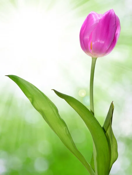 Fialový Tulipán — Stock fotografie