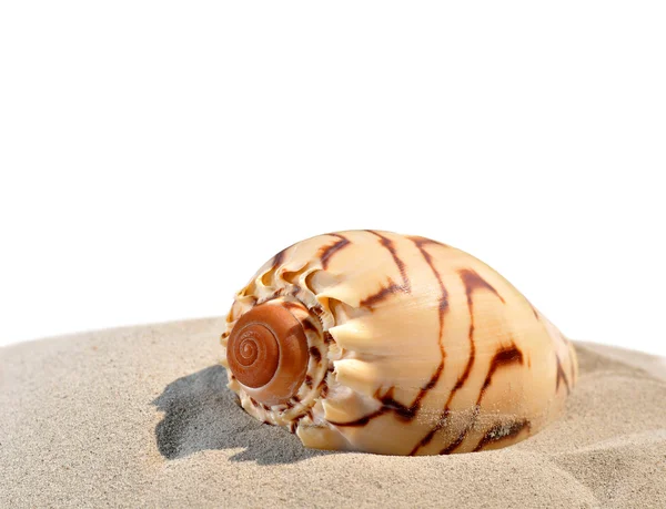 Muscheln im Sand — Stockfoto