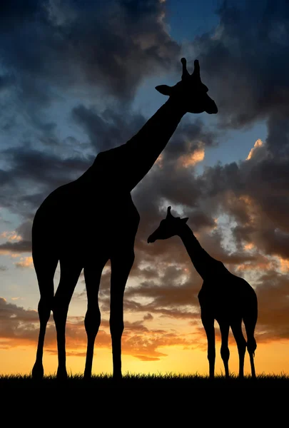 Два жирафа — стоковое фото