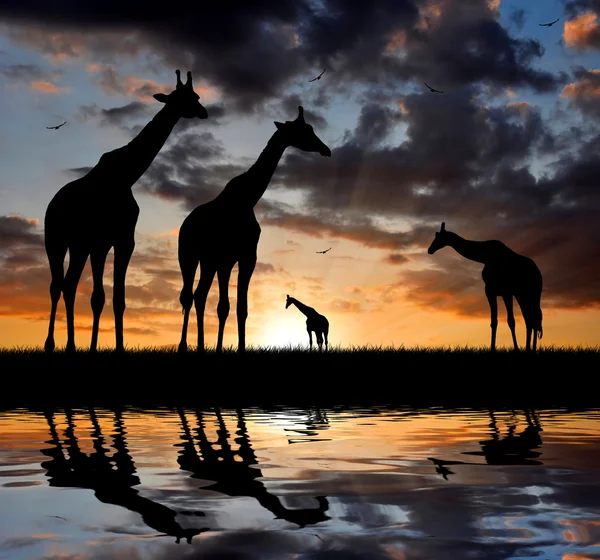 Zürafa sürüsü — Stok fotoğraf