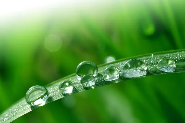 Dew drops close up — Stock Photo, Image