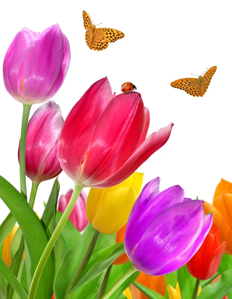 Tulipány s butterfly a Beruška — Stock fotografie