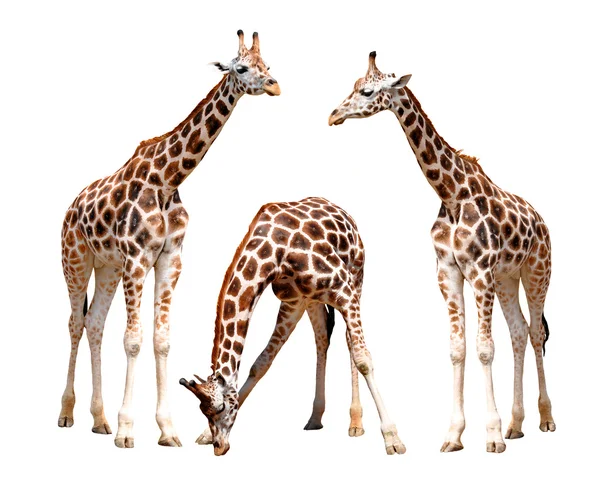 Giraffen isoliert — Stockfoto