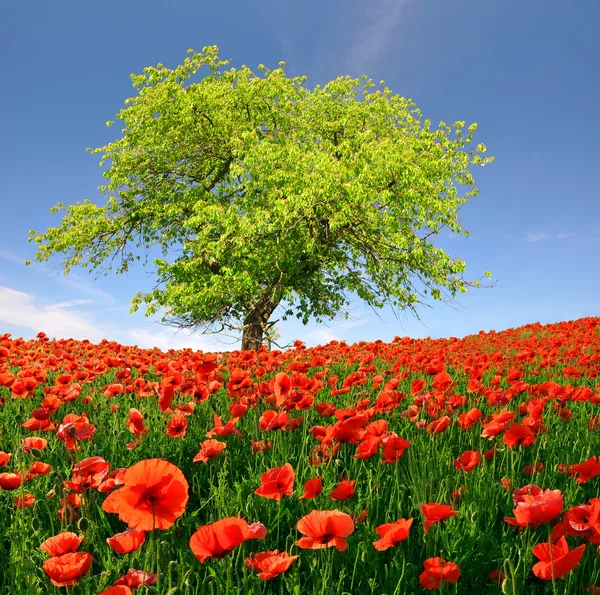 Röd vallmo med våren träd — Stockfoto
