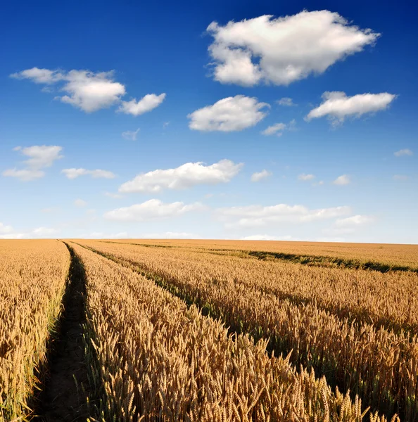 Золотая пшеница — стоковое фото