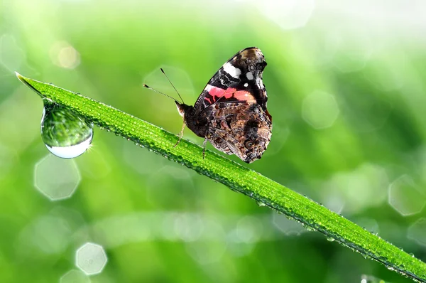 Çiğ ve kelebek — Stok fotoğraf