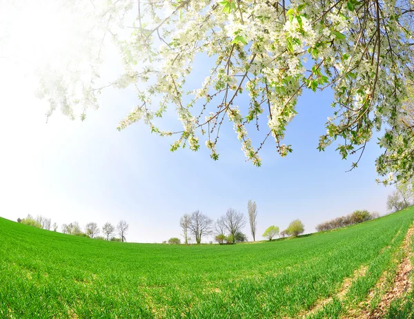 Våren landskap i Tjeckien — Stockfoto