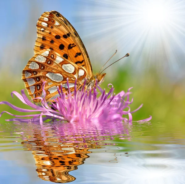 Бабочка Фабрисиана аглая — стоковое фото