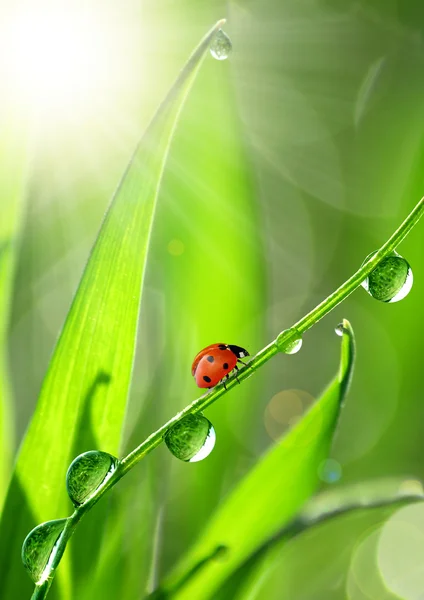 Dew and ladybird Stock Photo