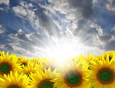 Sunflower field clipart