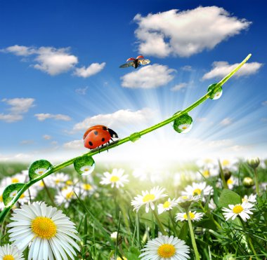 Dew and ladybug clipart