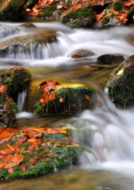 Autumn creek in the national park Sumava clipart