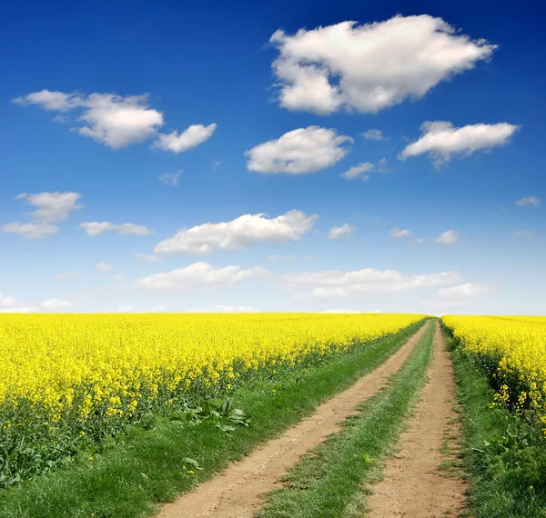 Way in rapeseed field — Stock Photo, Image