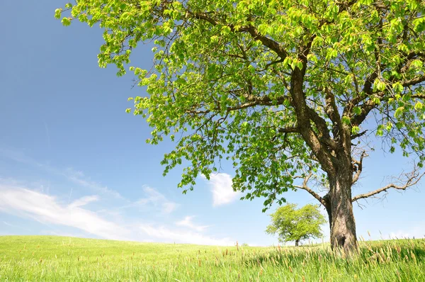 Våren landskapet i nationalparken sumava — Stockfoto