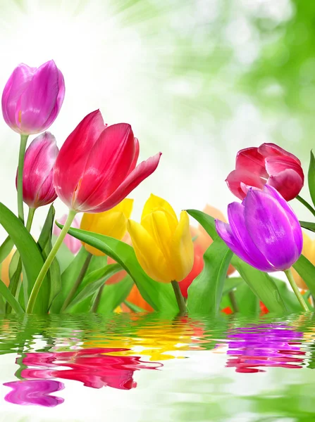 Gekleurde tulpen — Stockfoto