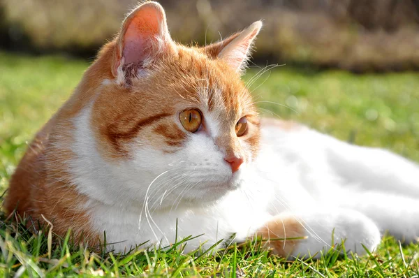 Кіт у траві — стокове фото