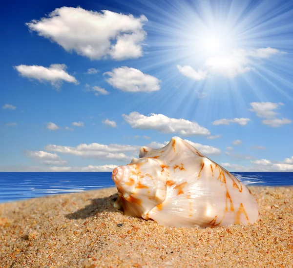 Shell op strand — Stockfoto