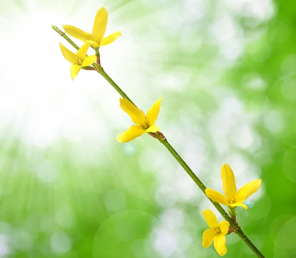 노랑 꽃 등 — 스톡 사진
