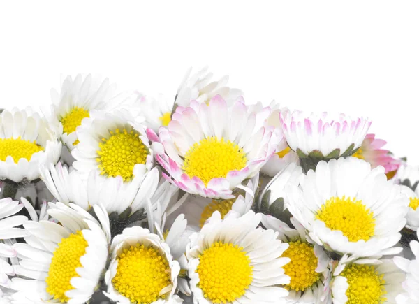 Sedmikráska květ — Stock fotografie