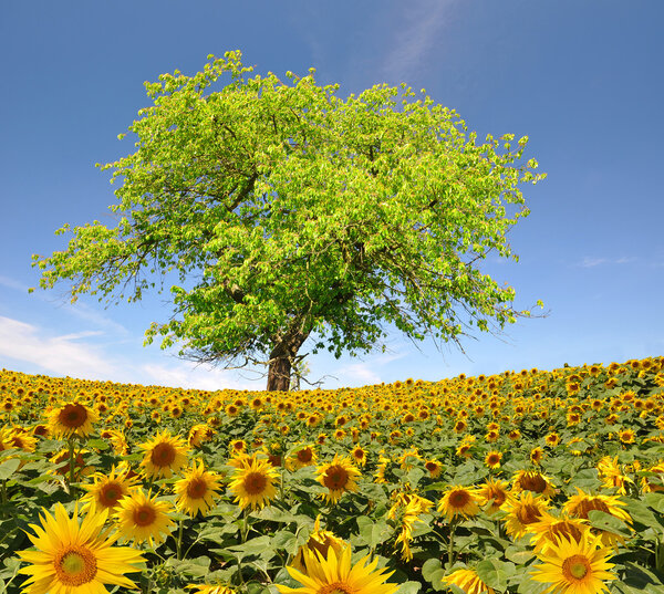 Sunflower field